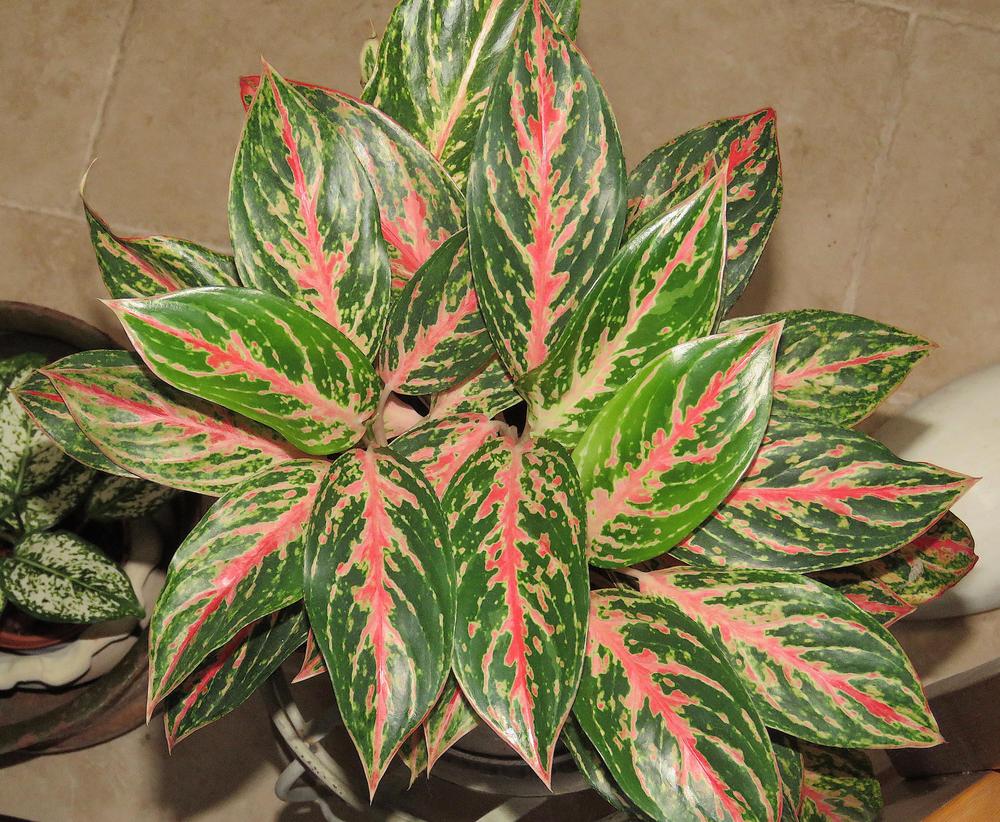Photo of Chinese Evergreen (Aglaonema 'Sparkling Sarah') uploaded by plantladylin
