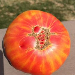 Location: Sioux Falls, South Dakota
Date: 2016-08-25
Hillbilly Tomato - CElisabeth