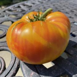 Location: Sioux Falls, South Dakota
Date: 2021 Summer
Hillbilly Tomato - CElisabeth