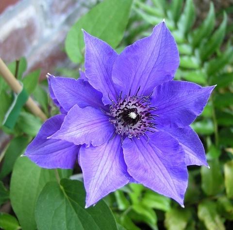 Photo of Clematis 'Climador' uploaded by BlissfulGarden