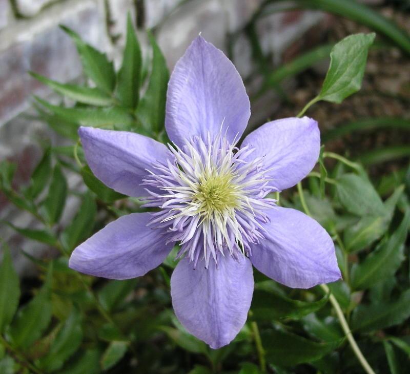 Photo of Clematis Blue Light™ uploaded by BlissfulGarden