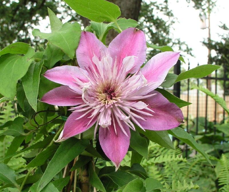 Photo of Clematis Josephine™ uploaded by BlissfulGarden