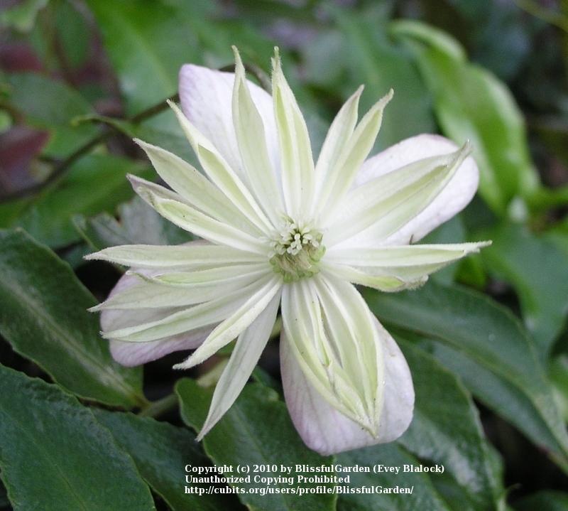 Photo of Clematis (Clematis montana 'Marjorie') uploaded by BlissfulGarden