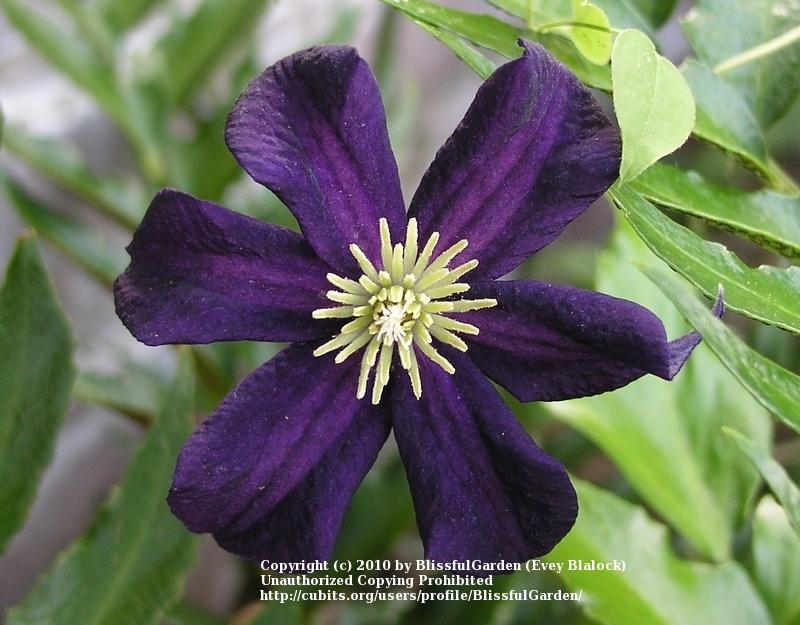 Photo of Clematis 'Romantika' uploaded by BlissfulGarden