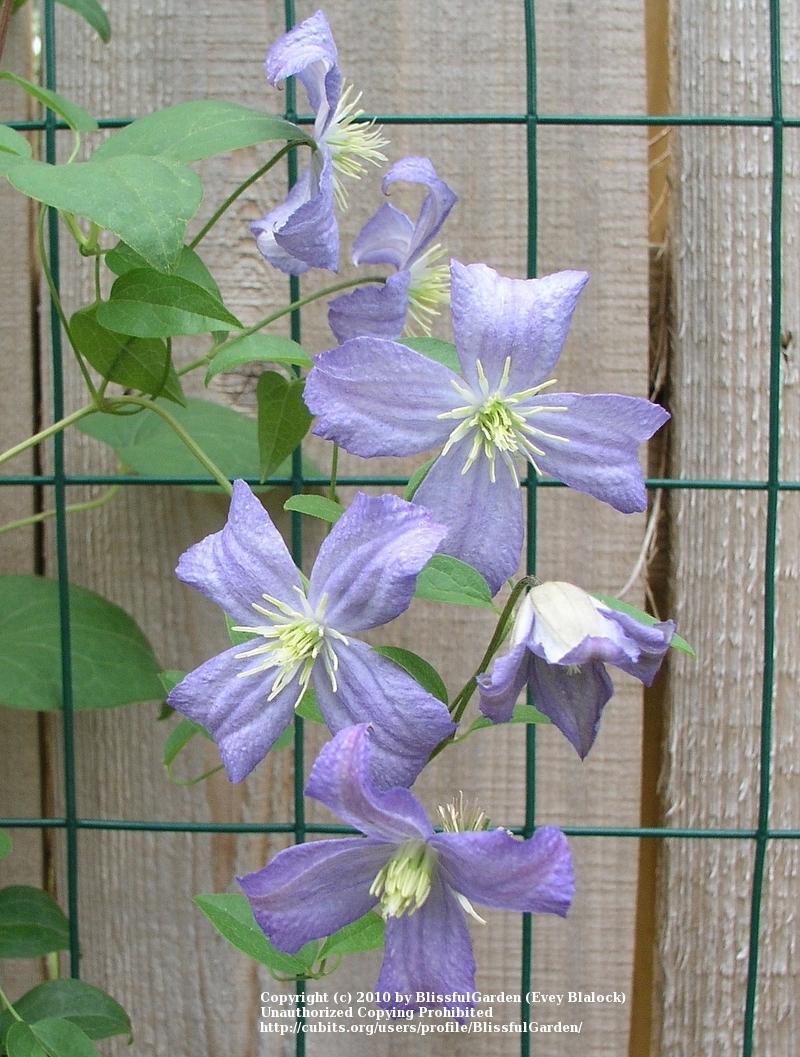 Photo of Clematis 'Prince Charles' uploaded by BlissfulGarden