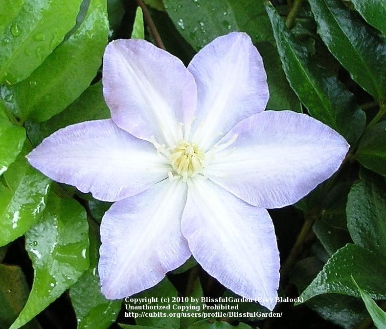 Photo of Clematis 'Gillian Blades' uploaded by BlissfulGarden
