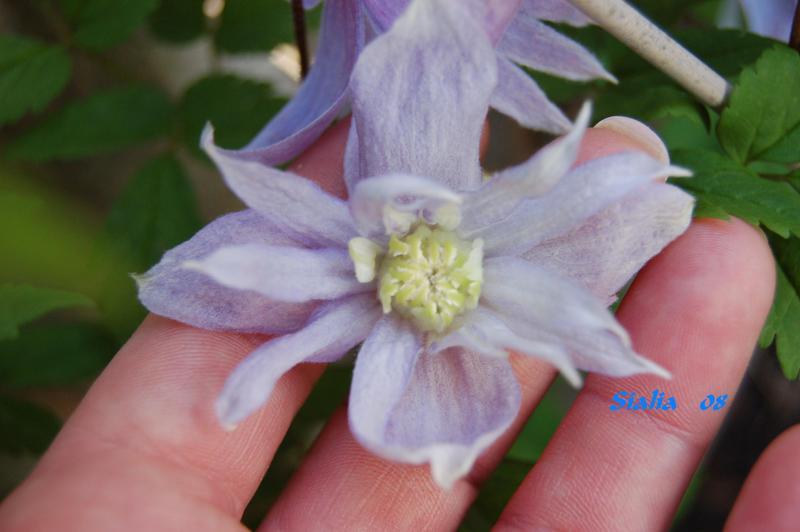 Photo of Clematis (Clematis macropetala 'Sialia') uploaded by venu209