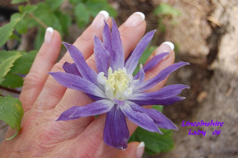 Photo of Clematis (Clematis macropetala 'Lincolnshire Lady') uploaded by venu209