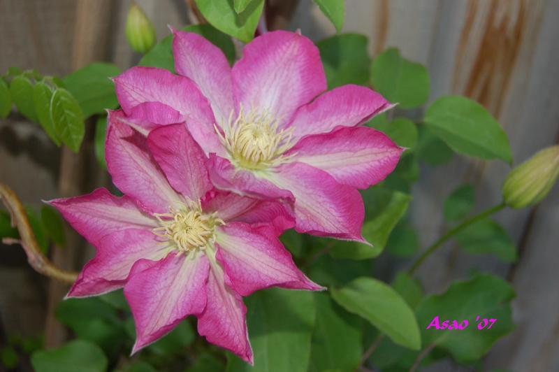 Photo of Clematis 'Asao' uploaded by venu209