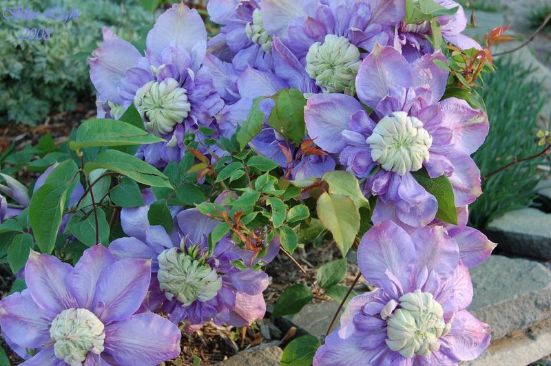 Photo of Clematis Blue Light™ uploaded by venu209