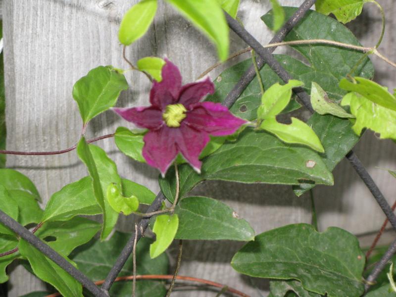 Photo of Clematis Rosemoor™ uploaded by DawnLL