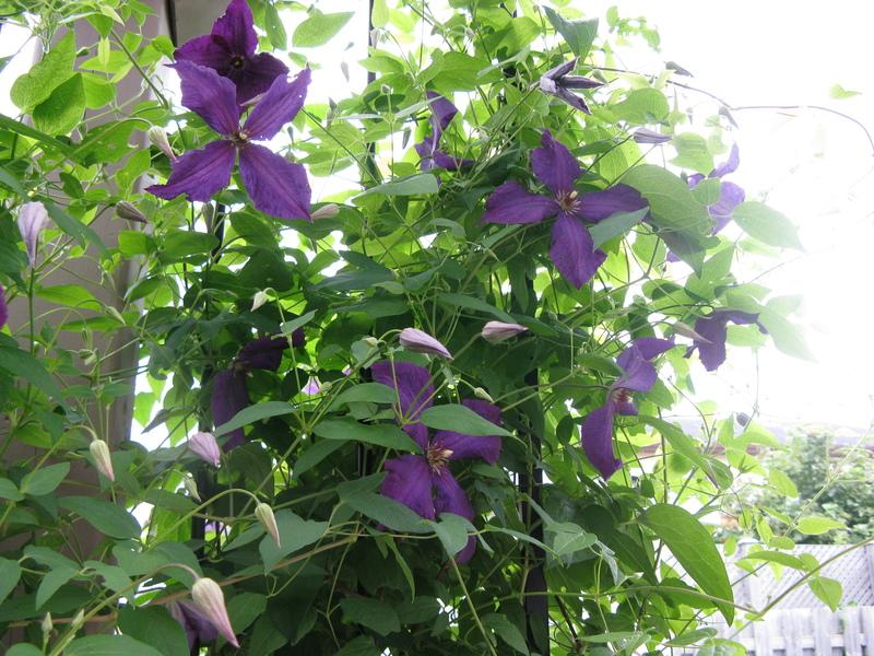Photo of Clematis (Clematis viticella 'Polish Spirit') uploaded by DawnLL
