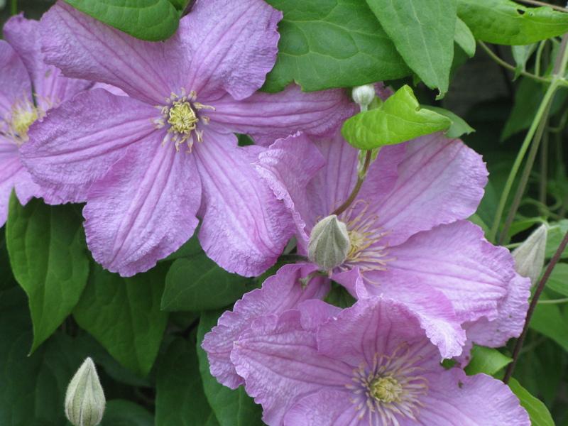Photo of Clematis 'Comtesse de Bouchaud' uploaded by DawnLL