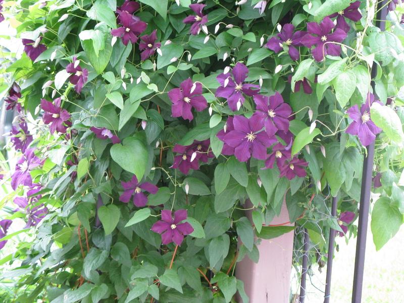 Photo of Clematis (Clematis viticella 'Etoile Violette') uploaded by DawnLL