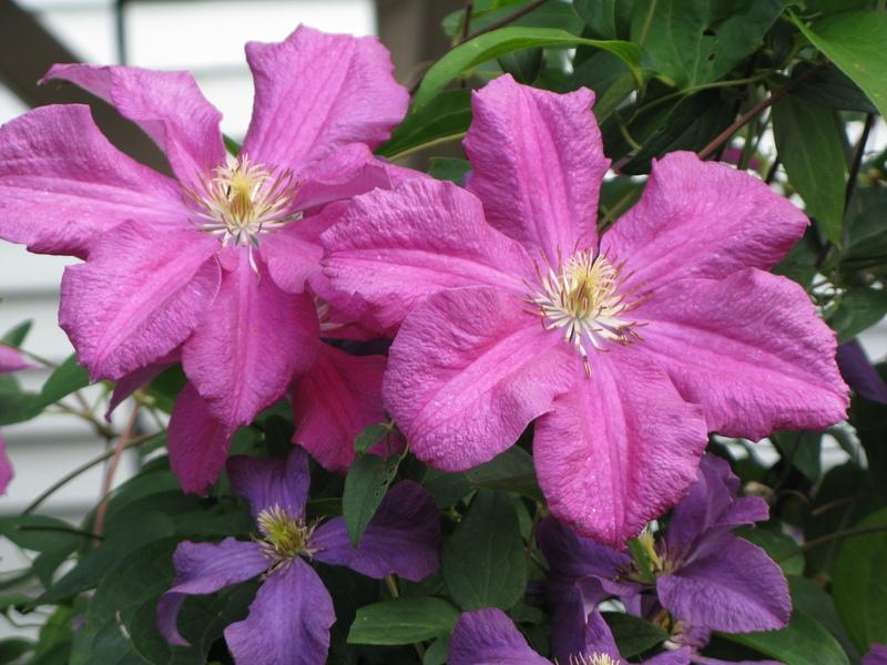 Photo of Clematis 'Ernest Markham' uploaded by DawnLL