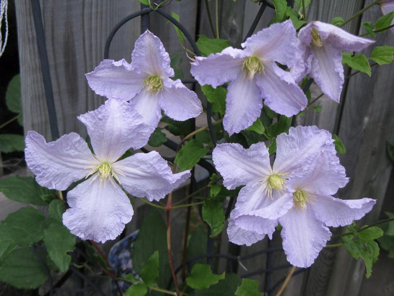 Photo of Clematis Blue Angel uploaded by DawnLL