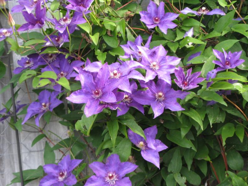 Photo of Clematis 'The President' uploaded by DawnLL
