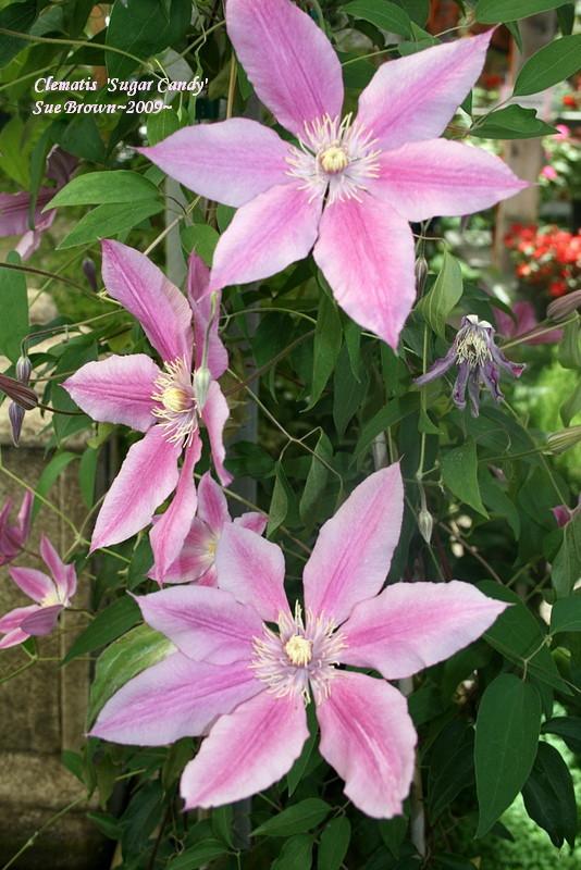 Photo of Clematis Sugar Candy™ uploaded by Calif_Sue
