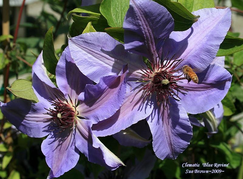 Photo of Clematis 'Blue Ravine' uploaded by Calif_Sue