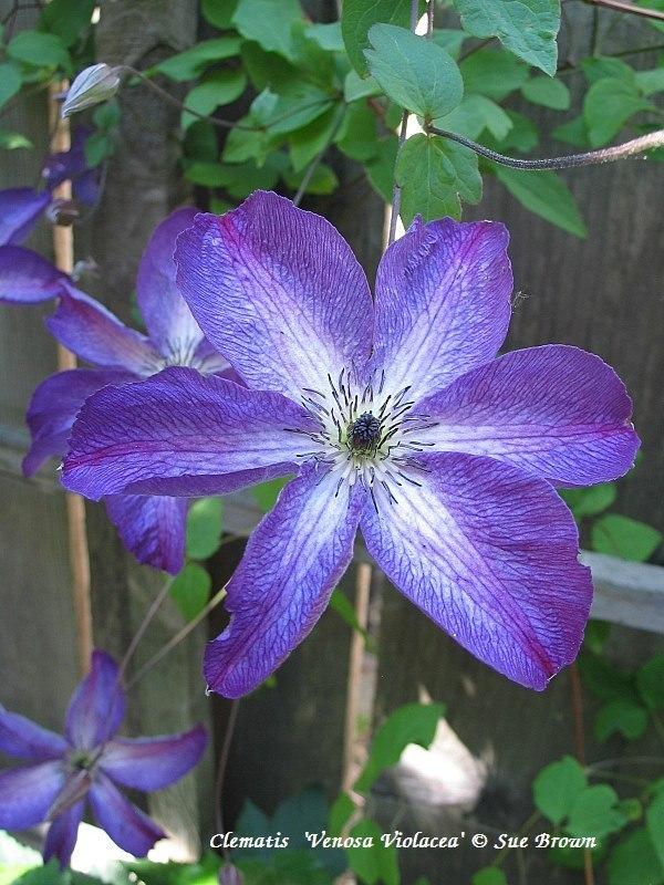 Photo of Clematis (Clematis viticella 'Venosa Violacea') uploaded by Calif_Sue
