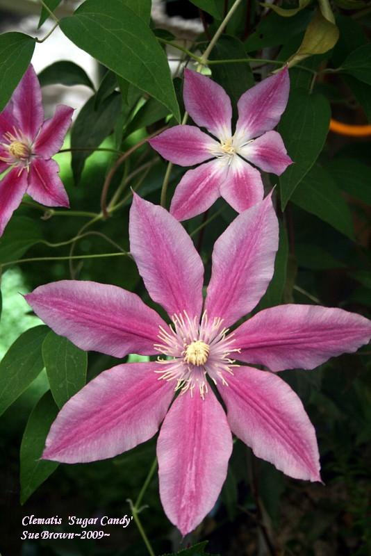 Photo of Clematis Sugar Candy™ uploaded by Calif_Sue