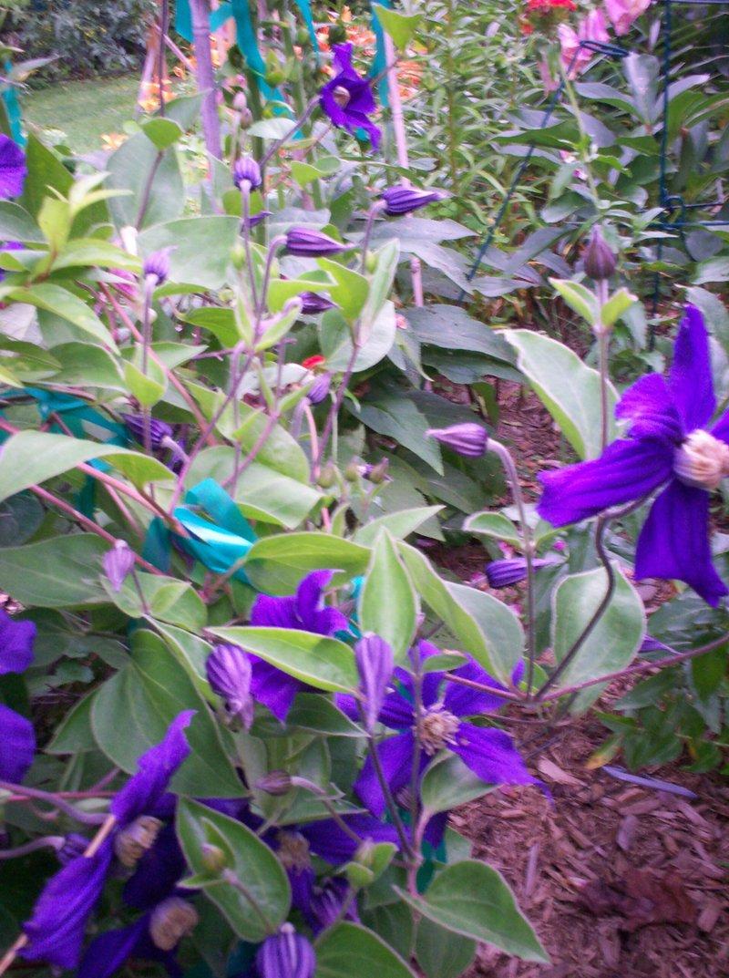 Photo of Clematis (Clematis durandii) uploaded by Carolyn22