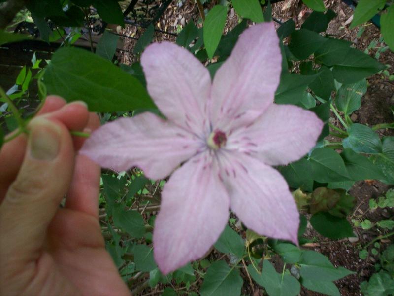 Photo of Clematis Pink Chiffon™ uploaded by Carolyn22