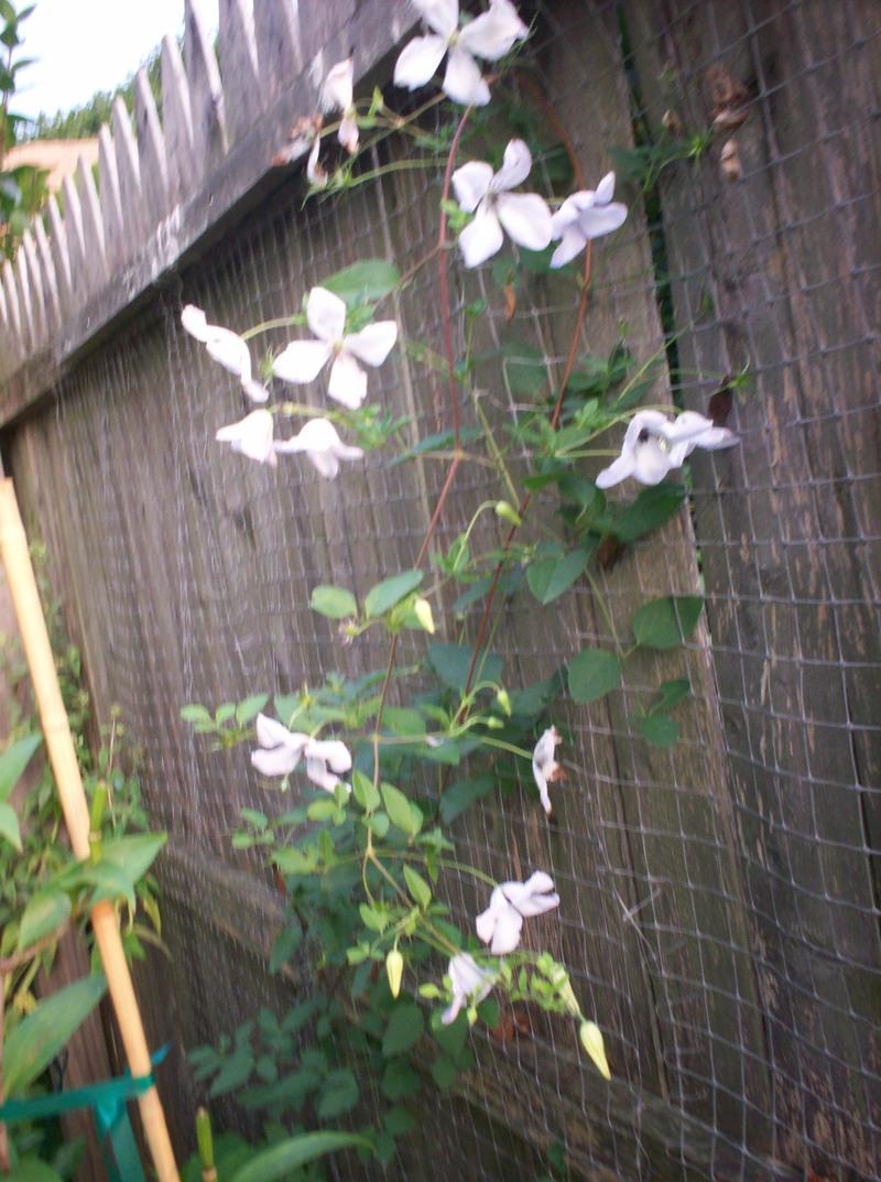 Photo of Clematis (Clematis viticella 'Alba Luxurians') uploaded by Carolyn22