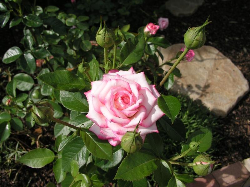Photo of Rose (Rosa 'Minuette') uploaded by BlissfulGarden