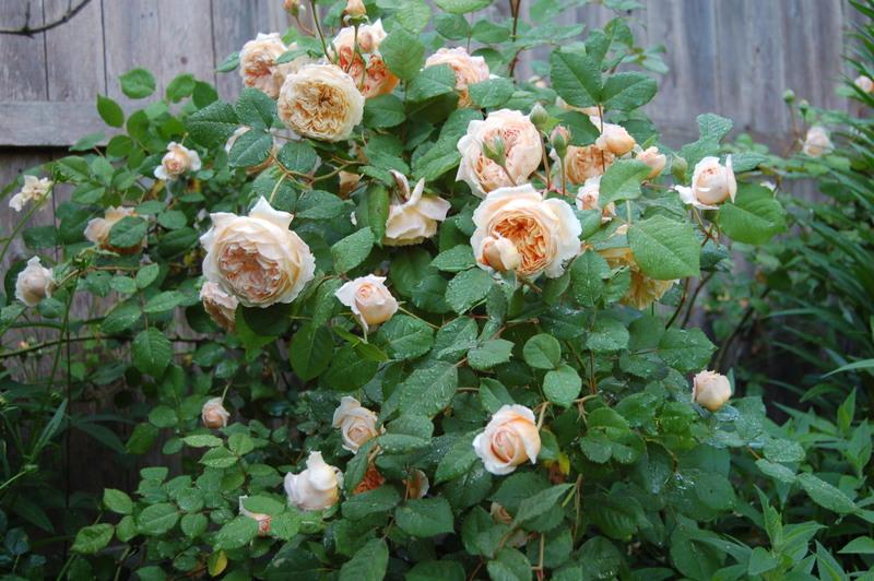 Photo of English Shrub Rose (Rosa 'Crown Princess Margareta') uploaded by venu209