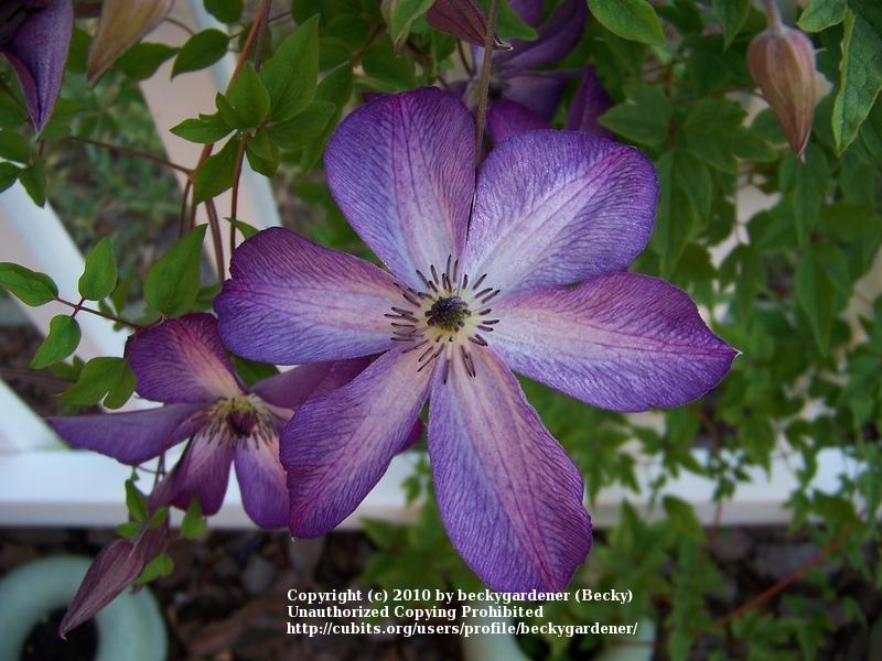 Photo of Clematis (Clematis viticella 'Venosa Violacea') uploaded by beckygardener