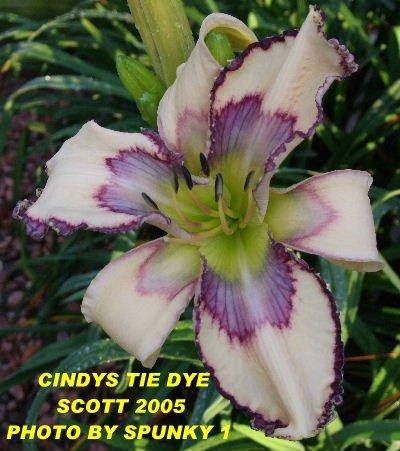 Photo of Daylily (Hemerocallis 'Cindy's Tie Dye') uploaded by spunky1