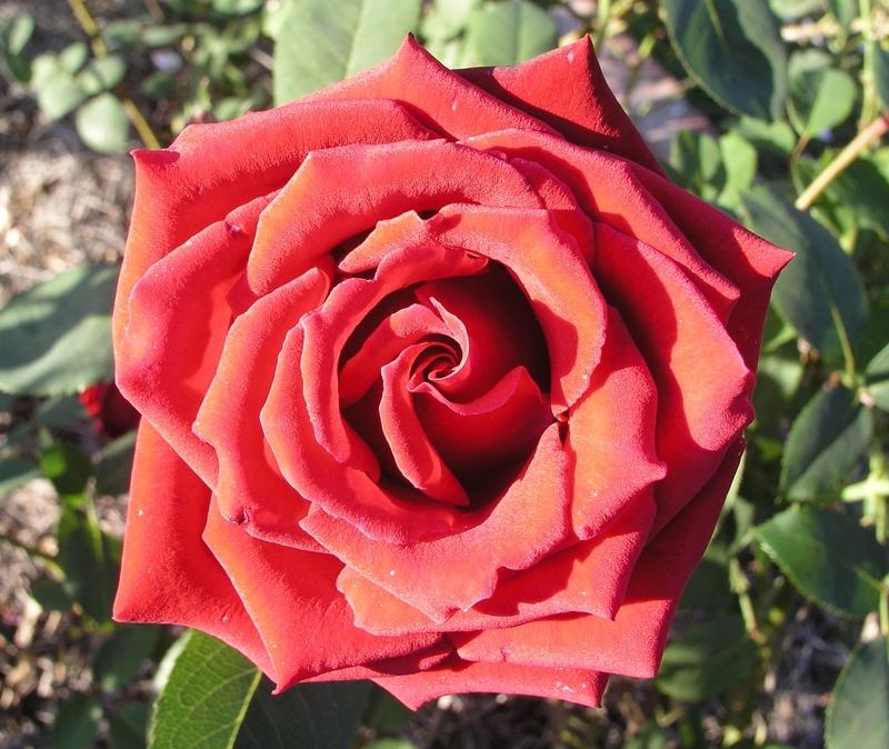 Photo of Rose (Rosa 'Cesar E. Chavez') uploaded by BlissfulGarden