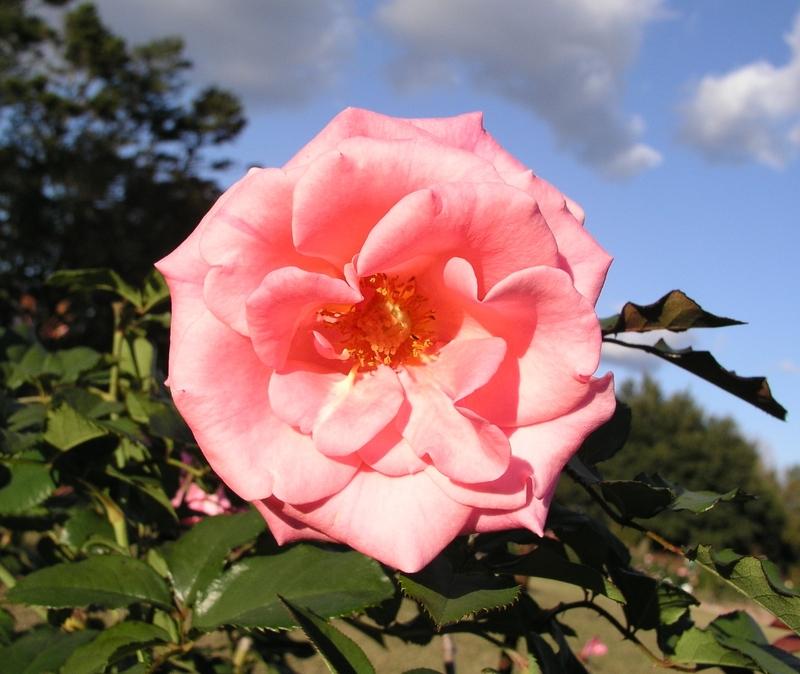 Photo of Rose (Rosa 'Dream Weaver') uploaded by BlissfulGarden