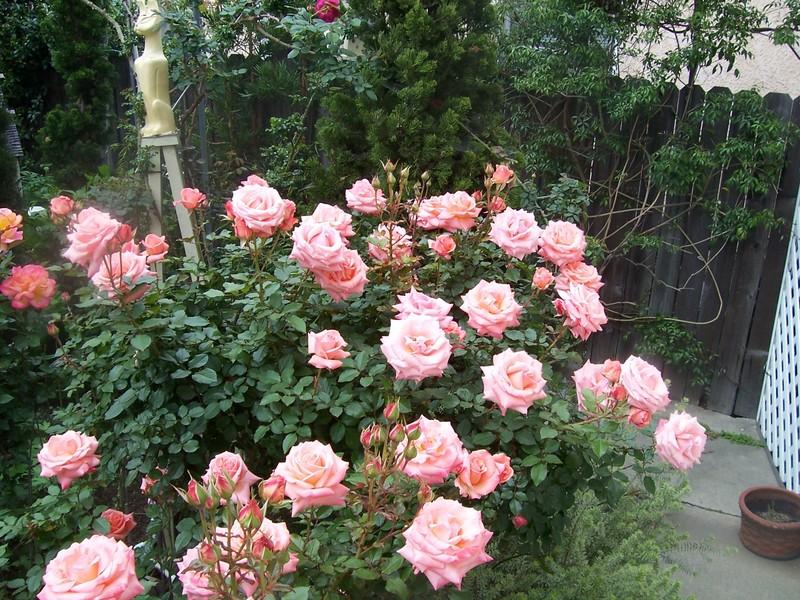 Photo of Rose (Rosa 'Bill Warriner') uploaded by Calsurf73