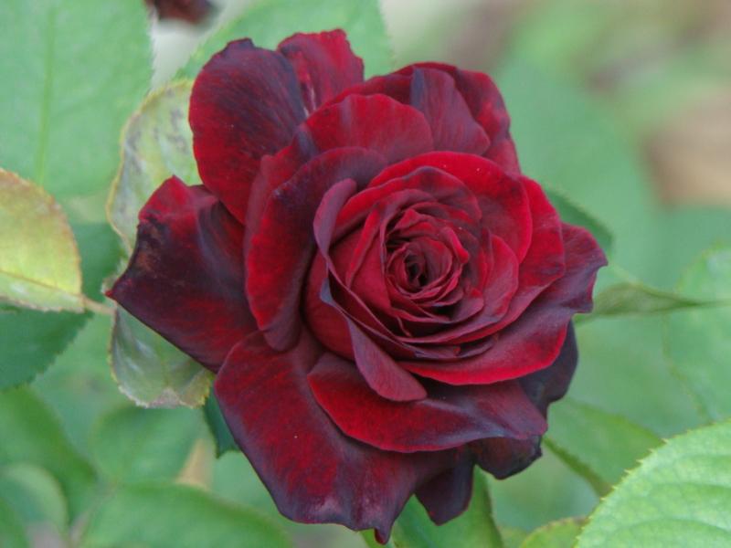 Photo of Rose (Rosa 'Black Lady') uploaded by Val
