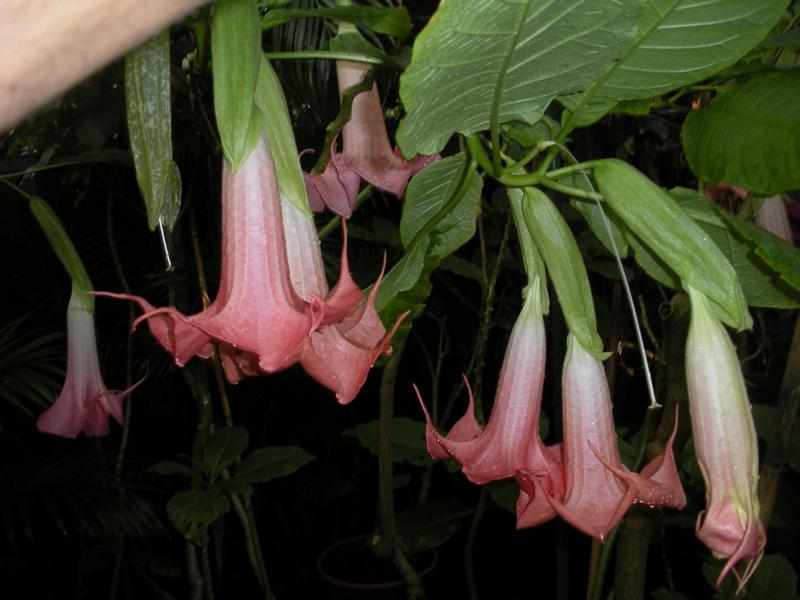 Photo of Angel Trumpet (Brugmansia 'Mountain Magic') uploaded by xeriscape8321