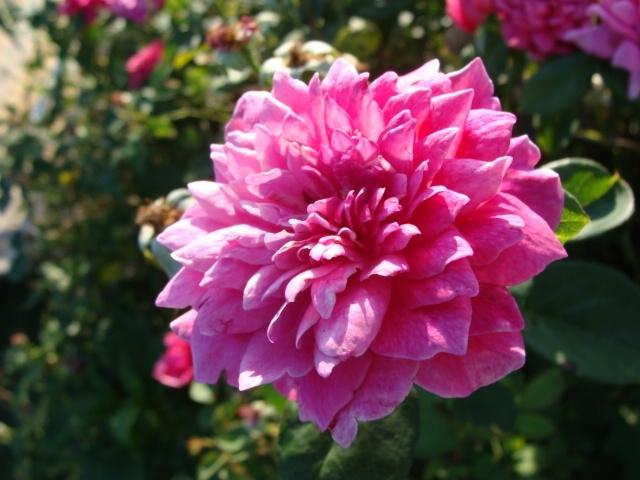 Photo of Rose (Rosa 'Sophy's Rose') uploaded by emoryterri