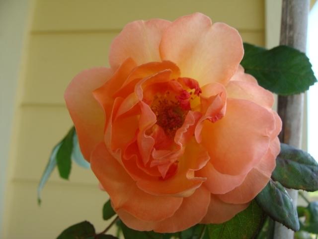 Photo of Rose (Rosa 'Lady Emma Hamilton') uploaded by emoryterri