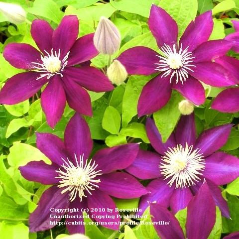 Photo of Clematis 'Mrs. Yuki' uploaded by Roseville