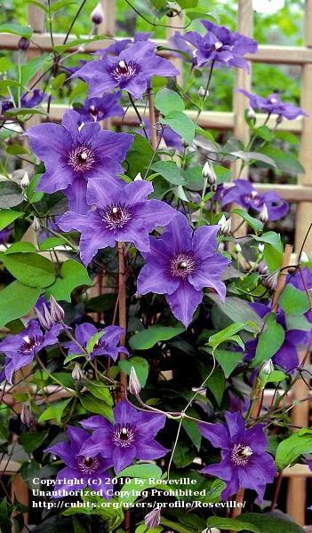 Photo of Clematis 'Climador' uploaded by Roseville