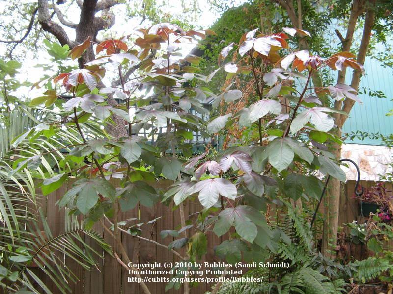 Photo of Bellyache Bush (Jatropha gossypiifolia) uploaded by Bubbles