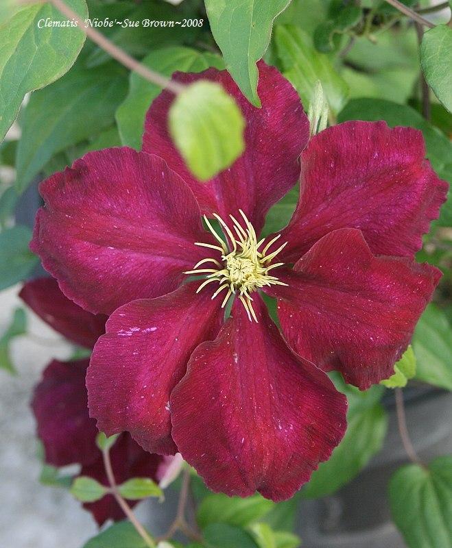 Photo of Clematis 'Niobe' uploaded by Calif_Sue