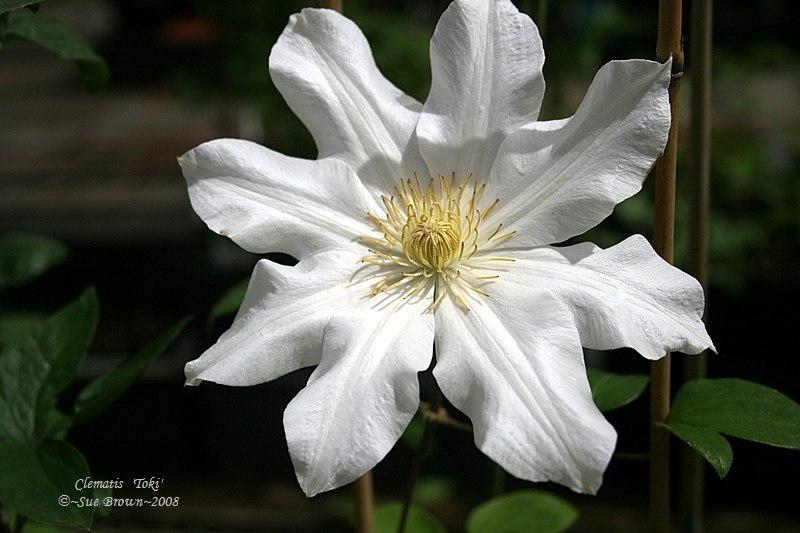 Photo of Clematis 'Toki' uploaded by Calif_Sue