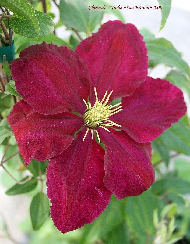Photo of Clematis 'Niobe' uploaded by Calif_Sue