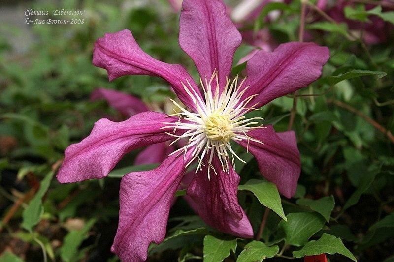 Photo of Clematis Liberation™ uploaded by Calif_Sue