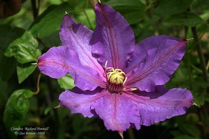 Photo of Clematis 'Richard Pennell' uploaded by Calif_Sue