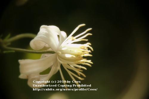 Photo of Clematis 'Mrs. Robert Brydon' uploaded by Cees