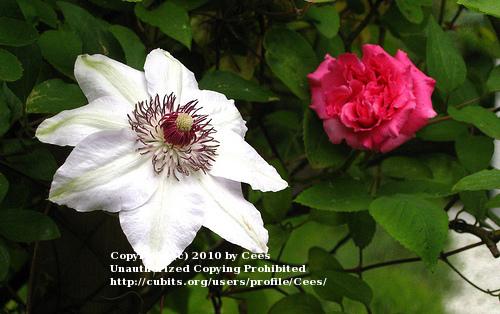 Photo of Clematis 'Miss Bateman' uploaded by Cees