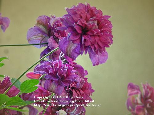 Photo of Clematis (Clematis viticella 'Purpurea Plena Elegans') uploaded by Cees